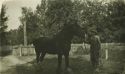 Louis Frank - Prize Horse